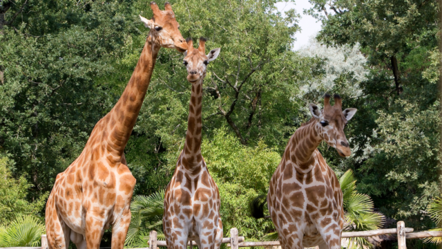 Zoo De La Flèche (1)