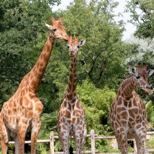 Zoo De La Flèche (1)