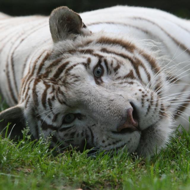 Zoo De La Flèche (4)