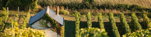 Vignes en Vallée du Loir