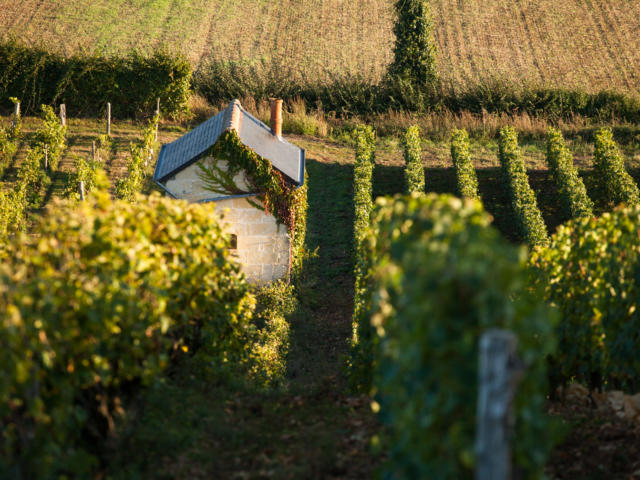 Vignes en Vallée du Loir