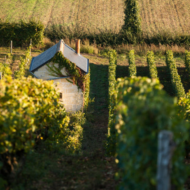 Vignes en Vallée du Loir