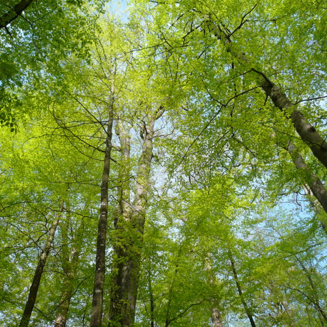 Vallée du Loir - Forêt de Bercé