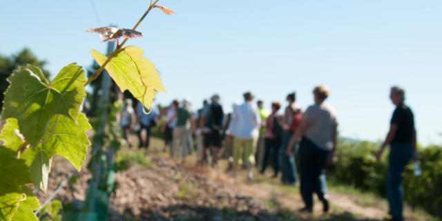 Rando Vigne Chahaigne