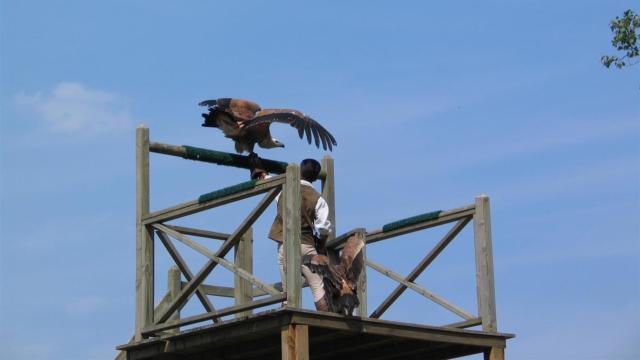 Rapaces Zoo La Fleche