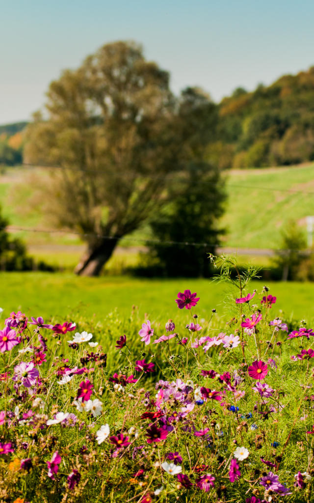 Prairies en Vallée du Loir (Dissay)