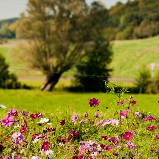 Prairies en Vallée du Loir (Dissay)