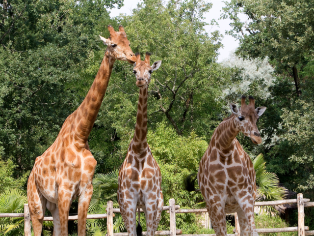 Zoo La Fleche Credit S Cordier