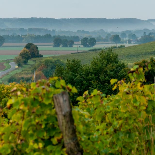 Vendanges Cornille Marcon 2013©stevan Lira (13)