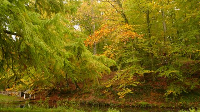 Foret-Berce-Vallee-du-Loir-Large.jpg