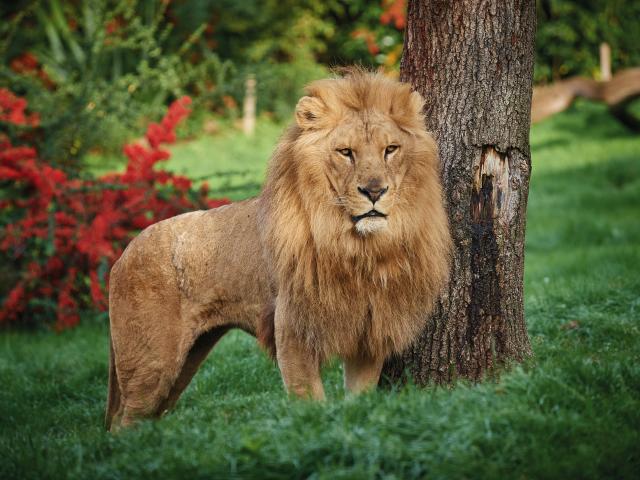 Lion Zoo de la Flèche Safari Suites