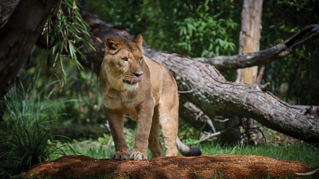 Lion Zoo de la Flèche Safari Suites