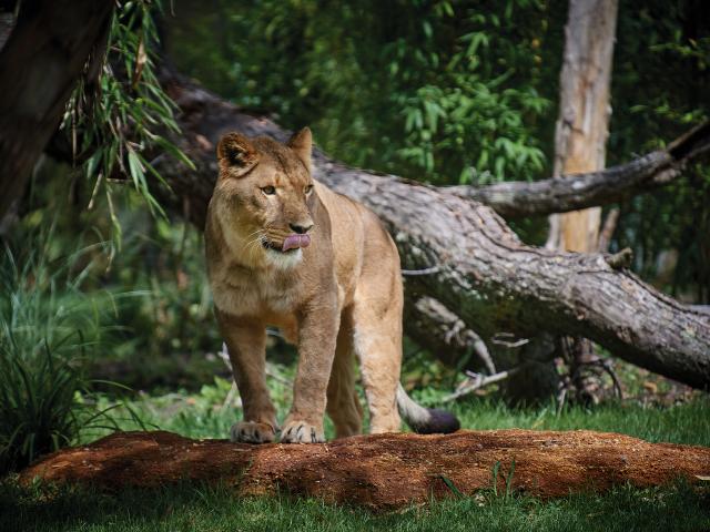 Lion Zoo de la Flèche Safari Suites